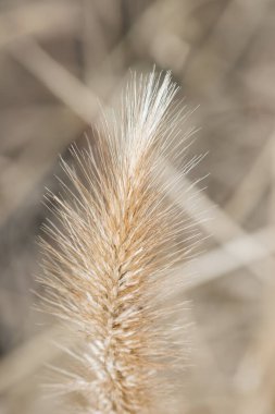 Tüylü otları sepya renginde yakın çekim, seçici odak.