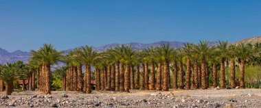 Furnace Creek 'in panoramik manzarası. Palmiye ağaçları, Furnace Creek, Ölüm Vadisi Ulusal Parkı