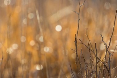 Kışın sığ alan derinliğine sahip kuru bitkilerin yakın görüntüsü, soyut görüntü.