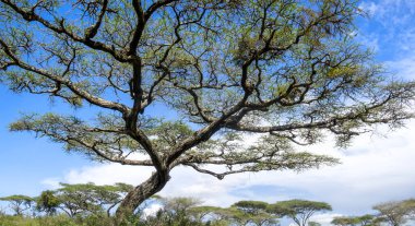 Uzun bir ağaç alçak açılı manzara, parlak yeşil ağaç ve mavi gökyüzü arka planı Afrika Safari 'sinde.