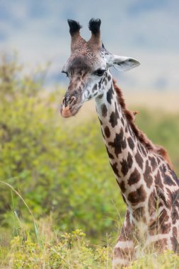 Serengeti Ulusal Parkı, Tanzanya 'daki yemyeşil manzaralı uzun zürafanın yakın görüntüsü