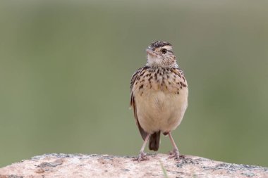 Paslı tarla kuşu Afrika 'nın Savannah bölgelerinde bulundu..
