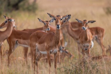 Tanzanya, Afrika 'daki Impala antiloplarının sürüsü Serengeti Ulusal Parkı