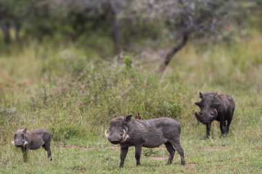 Serengeti Ulusal Parkı, Tanzanya 'daki üç domuzun yakın görüntüsü
