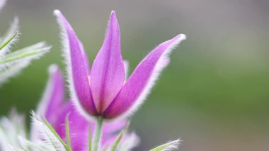 Ormandaki kuş, aynı zamanda Corydalis solida olarak da bilinir..