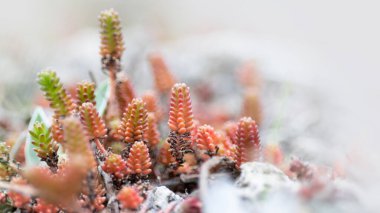 Sedum Moranense olarak da bilinen Red Stonecrop kayaların üzerindeydi..