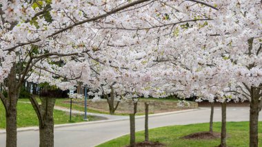Baharda yol kenarında çiçek açan elma ağaçları.
