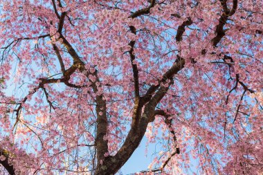 Arkaplan kullanımı için pembe ağlayan kiraz ağacı.