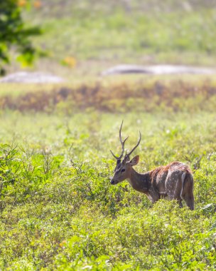 Hindistan 'da bulunan Chital veya Benekli Geyik' in yakın görüntüsü
