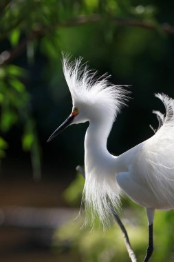 Gatorland, Orlando, Florida 'daki Karlı Beyaz Akbalıkçıl kuşunun yakın plan çekimi.