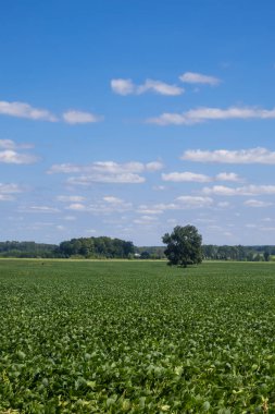 Michigan kırsalındaki soya tarlalarının ortasındaki tek bir uzun ağaç.