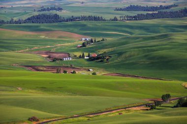 Bir yaz akşamı Washington, Palouse 'daki Steptoe Butte' den yayılan buğday tarlalarının manzarası