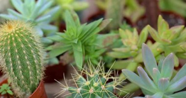 Birçok ev manzarası yakın. Kaktüs bitkileri sığ alan derinliğine sahip..