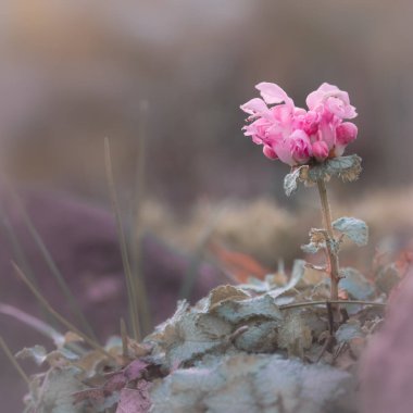 Benekli Ölü-Nettle Lamium Maculatum 'un Baharda Çiçek Açması' nın yakın görüntüsü