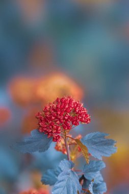 Mayıs ayında çiçek açan kırmızı Physocarpus opulifolius Amber Jubilee olarak da bilinir..