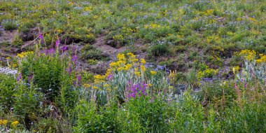 Yaz mevsiminde Colorado 'nun Crested Butte kentindeki güzel kır çiçeklerinin panoramik manzarası