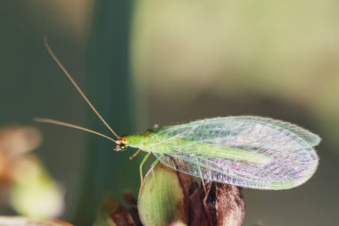 Chrysoperla carnea olarak da bilinen bağcıklı kanat, yakın plan bir bitki görünümünde..