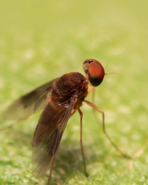 The Bombyliidae olarak da bilinen Bee Fly 'ın bir bitkiye yakın çekim görüntüsü.