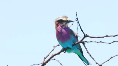 Bir ağaç dalında Tek Leylak göğüslü paten kuşunun yakın görüntüsü