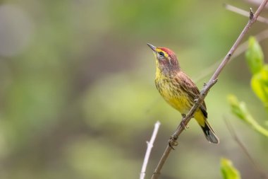 Magee Marsh Vahşi Yaşam Bölgesi, Ohio 'daki Palm warbler kuşunun yakın görüntüsü.