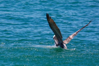 Karayipler 'in deniz kıyısında Pelikan kuş avı