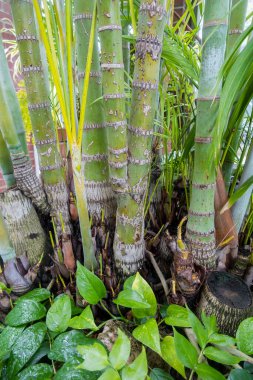 Phipps Konservatuarı 'ndaki serada taze bambu bitkileri ve Pittsburgh, Pennsylvania' daki Botanik Bahçeleri.