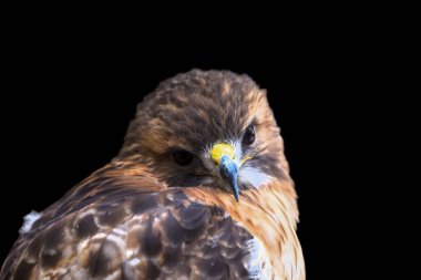 Siyah arka planda Kızıl omuzlu şahinin yakın görüntüsü
