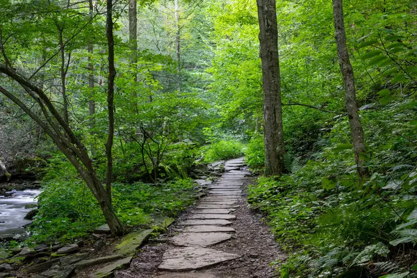 Yemyeşil Ricketts Glen Eyalet Parkı, Pennsylvania 'da manzara yürüyüşü