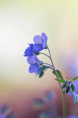 Polemonyum acutiflorum çiçekleri Jacob 'ın merdiveni olarak da bilinir. Yakın görüş. .