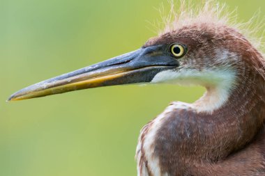 Üç renkli balıkçıl yavru kuş sığ bir tarla derinliği ile yakın görüş..
