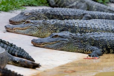Florida 'daki göl kıyısında pek çok genç timsahın yakın görüntüsü..