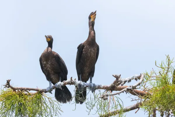 Çam ağacının dalında oturan iki karabatak..