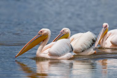 Manzaralı Ngorongoro Krateri, Tanzanya 'daki Magadi Gölü' nde üç pelikan kuşu.