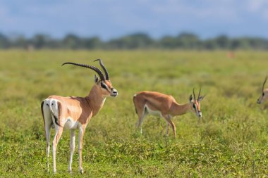 Güney Serengeti Ulusal Parkı, Tanzanya, Afrika 'da Erkek Ceylan Antilobu