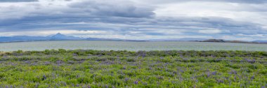 İzlanda kırsalındaki Lupin çiçek çayırının panoramik manzarası dağlar ve bulut örtüsüyle
