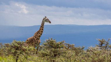Afrika, Tanzanya 'daki Ngorongoro koruma alanında tek başına zürafa..