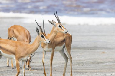 Ndutu Gölü, Tanzanya, Afrika 'da Ceylan Antilopları