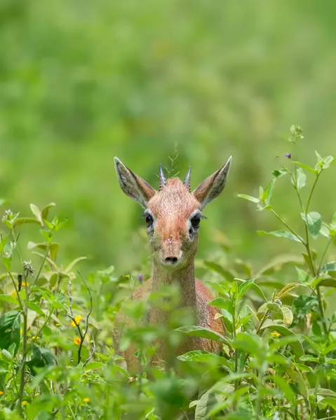 Serengeti Ulusal Parkı 'ndaki yemyeşil çalılıklarda ve çimlerde Kirk dik-dik portresi. Tanzanya