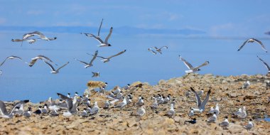 Utah 'taki Antilop Adası eyalet parkı boyunca birçok martı ve martı var.