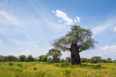 Tanzanya 'daki Tarngeri Ulusal Parkı' nda ünlü Baobab ağaçları.