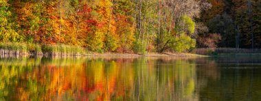 Göl kıyısındaki renkli sonbahar ağaçları Maybury Eyalet Parkı, Michigan 'da akşam güneşiyle aydınlanıyor..