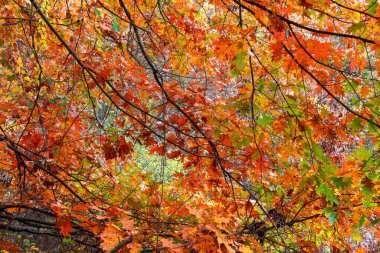 Renkli sonbahar yeşilliği tam çerçeve sonbahar arkaplan kavramı.
