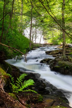 Yazın Pensilvanya 'daki Ricketts Glen Eyalet Parkı' ndaki Mutfak Deresi Şelalesi