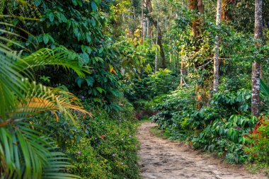Hindistan 'ın Karnataka eyaletinde yer alan Coorg kırsalındaki kahve tarlasının manzarası.