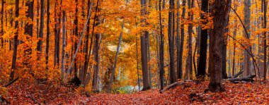 Sonbahar boyunca Novi, Michigan 'daki uzun renkli akçaağaç ağaçlarıyla Maybury eyalet parkının panoramik manzarası