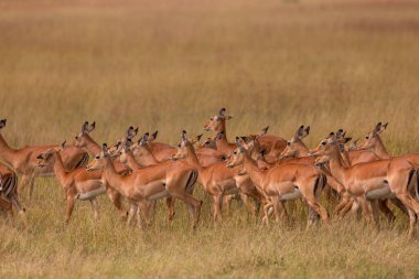 Afrika, Tanzanya 'daki Serengeti Ulusal Parkı Savanna' da dişi İmpala antilopları sürüsü