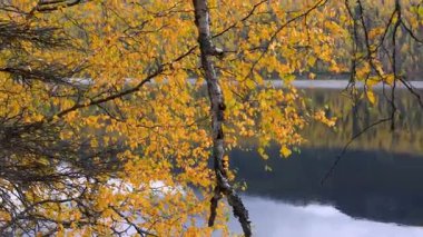 Sonbahar zamanı Anchorage, Alaska yakınlarında sarı sonbahar yapraklı yansıma gölü.