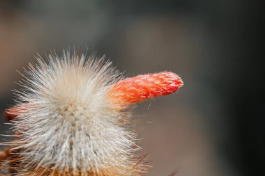 Kliistocactus hyalacanthus Kliistocactus familyasından bir kaktüs türüdür..