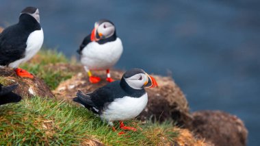 İzlanda 'da kayalıkların tepesinde tatlı Atlantik martı kuşları, yağmur altında kuzey kıyıları. seçici odak