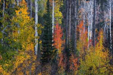 Utah kırsalında birkaç gümüş huş ağacı, Aspen ağaçları ve renkli sonbahar yapraklarının manzarası.